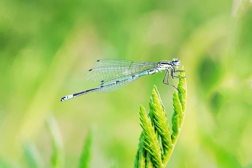 dragonfly, damselfly, gress, insekt, dyr, eng, natur, makro