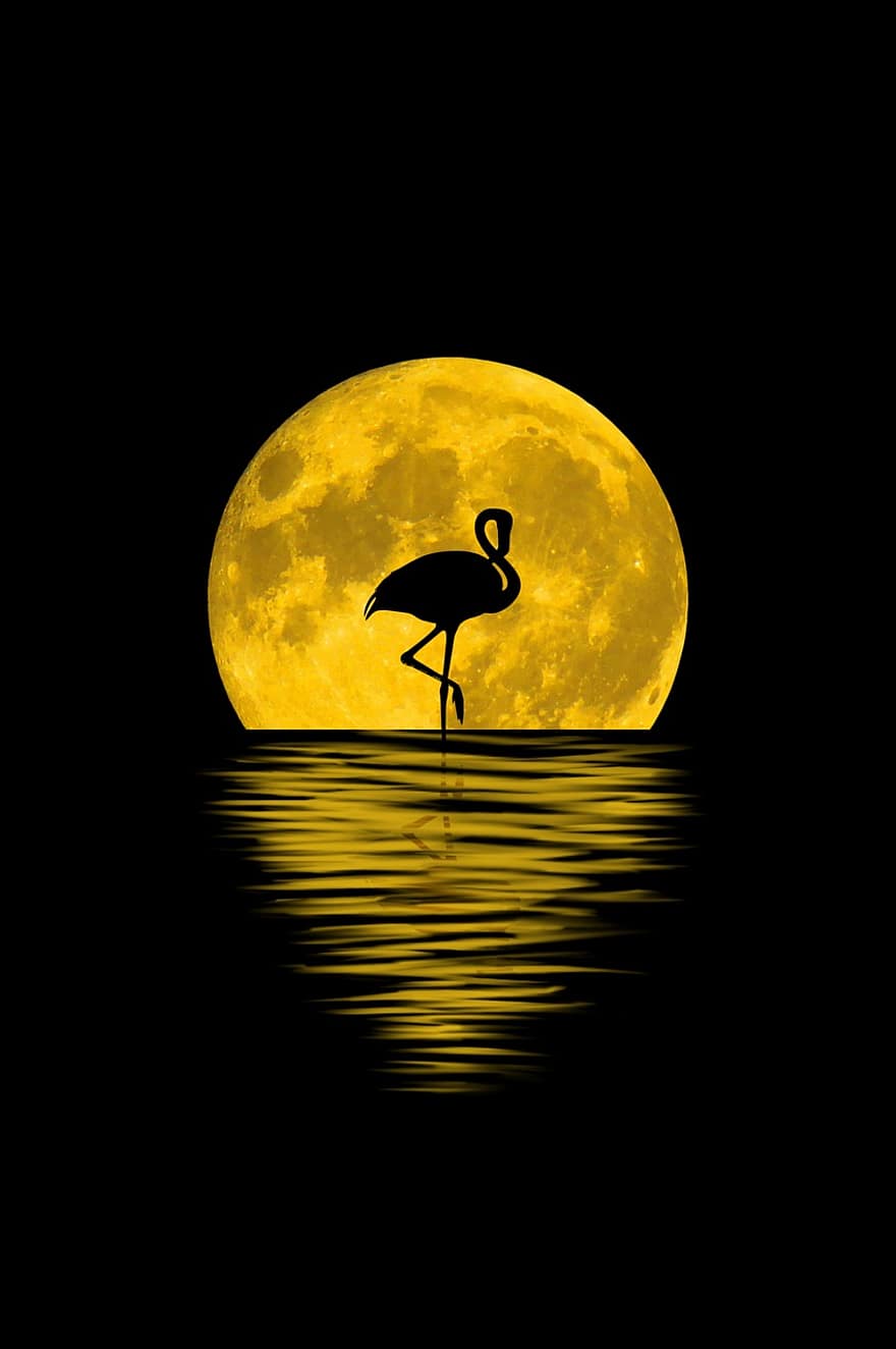 lua, reflexão, flamenco, animal, lua cheia, fundo, à noite, agua