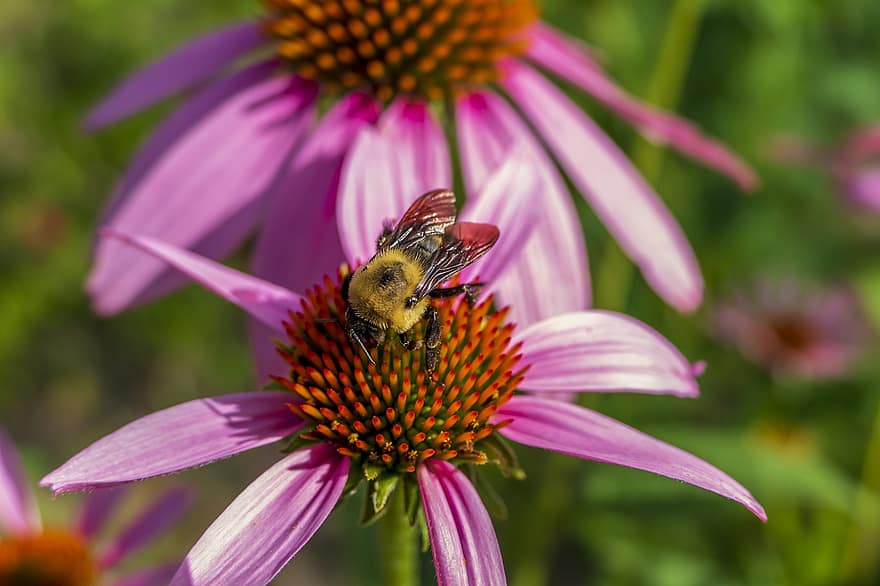 ผึ้ง, บัมเบิล, bumblebee, แมลง, สัตว์, ธรรมชาติ, ดอกไม้, ฤดูร้อน, ปีก, มีสีสัน, ฤดูใบไม้ผลิ