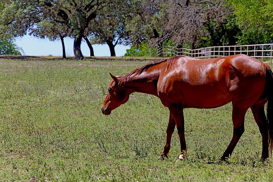 cavallo, animale, ranch, equino, Ippocastano, mammifero, azienda agricola, prato, pascolo