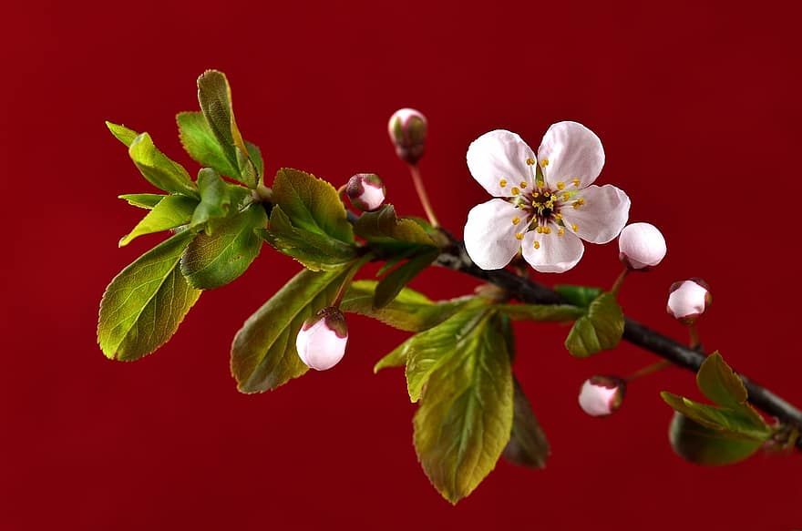 flores, ramo de floração, botões, pétalas, Flor de cerejeira