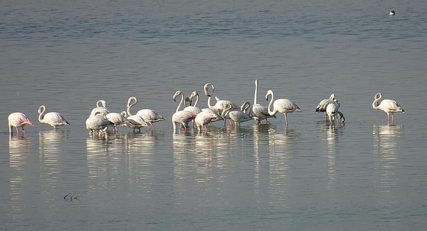 putni, lielāki flamingi, ezers, phoenicopterus roseus, savvaļas dzīvnieki, raksturs, ūdens, dzīvniekiem savvaļā, knābis, spalvu, zils