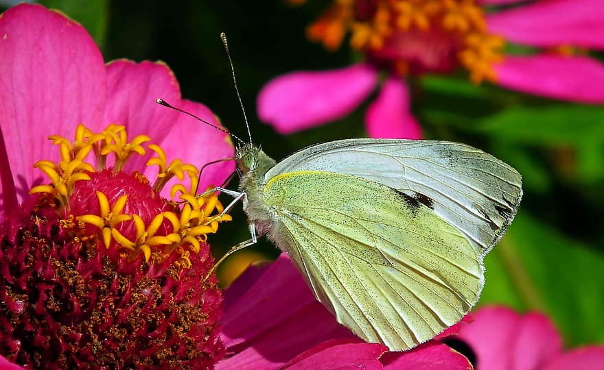 kupu-kupu putih besar, kupu-kupu, bunga, zinnia, serangga, sayap, penyerbukan, menanam, alam, makro