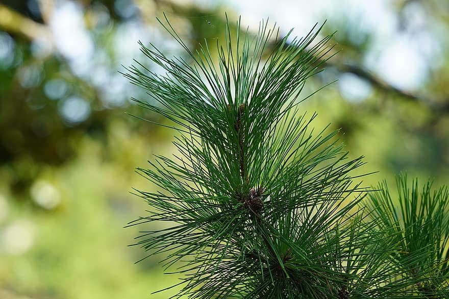Pine, Evergreen, Botany, Nature