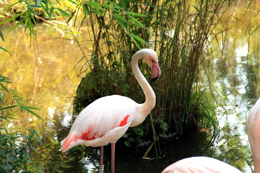 flamingas, paukštis, plunksnos, sąskaitą, rožinis, gyvūnas, pobūdį, vanduo, zoologijos sodas