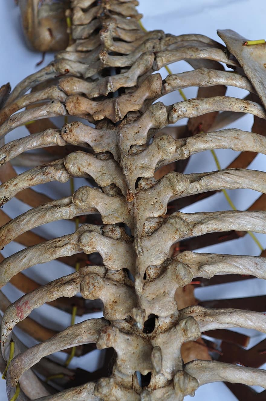 кістки, скелет, назад, хребет, людини, тіло, анатомія, медичний, здоров'я, Анатомічний, скелетний