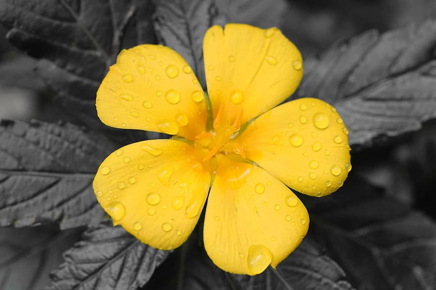 ダミアナ、花、雨滴、黄色い花、露、露滴、液滴、濡れている、咲く、花びら、工場