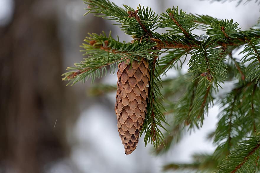 Snow, Pine Cone, Winter, Frost, Snowfall, Nature, Landscape, coniferous tree, close-up, tree, pine tree
