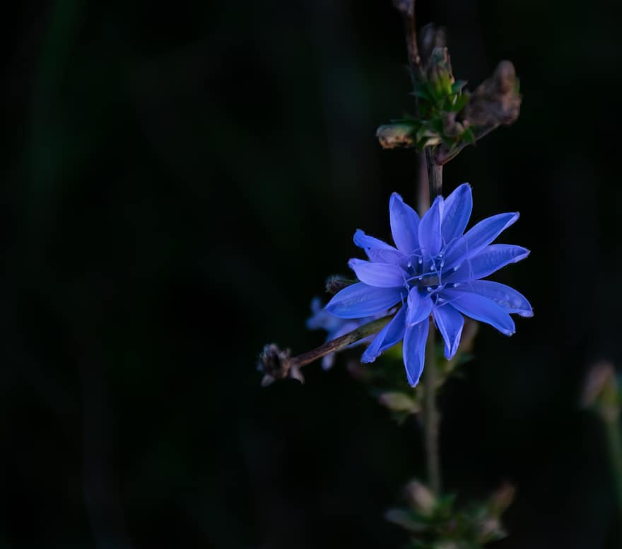 blå blomst, blomst, wildflower, blomstre, botanik, flora, eng
