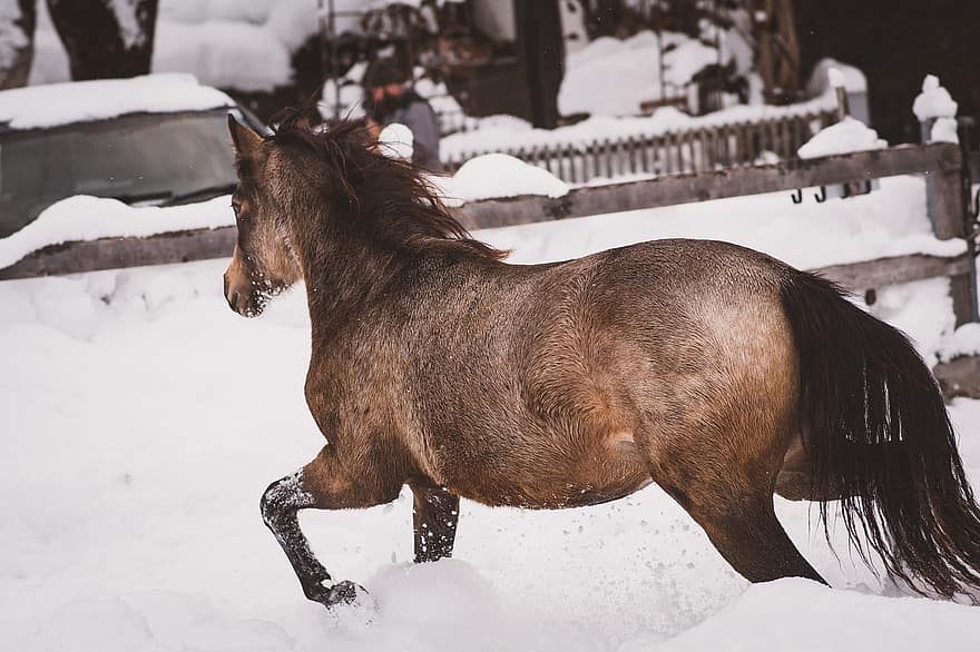 yearling, cheval, poney, bec, couplage, animal, mammifère, hiver, neige, étalon, ferme