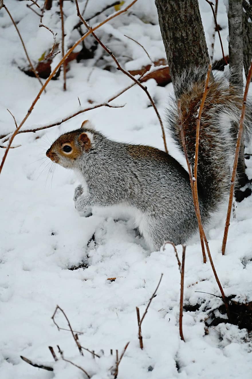 Eichhörnchen, Winter, Nagetier, Tier, Natur, Tiere in freier Wildbahn, Schnee, Pelz, Wald, süß, ein Tier