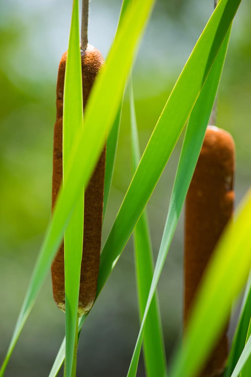 Nature, Plant, Leaves, Catonine Tail, leaf, green color, close-up, summer, growth, freshness, macro