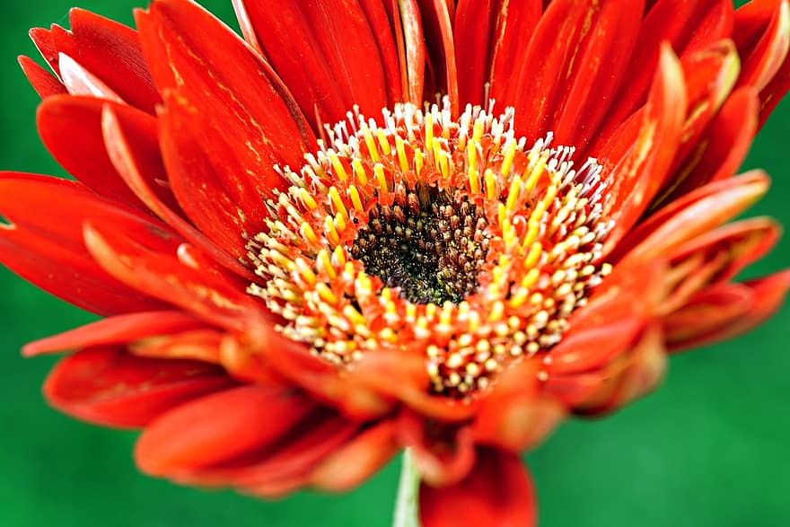 Gerbera, Flower, Plant, Petals, Pistil, Red Flower, Flora, Nature, close-up, petal, summer
