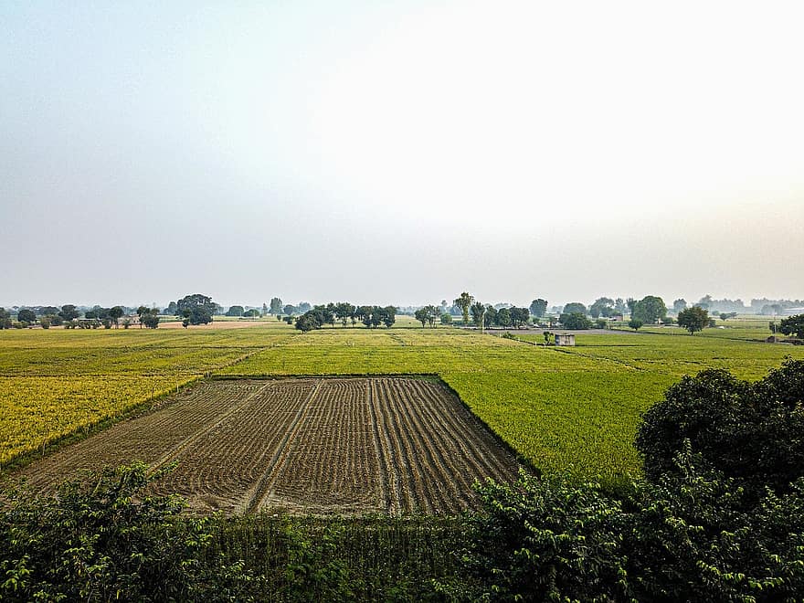 village, Inde, terres agricoles, champ, agriculture, la nature