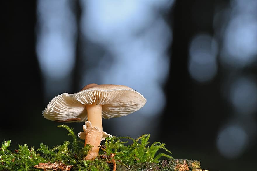 houba, disk houba, mech, les, lesní podlaha, detail, podzim, rostlina, sezóna, makro, list