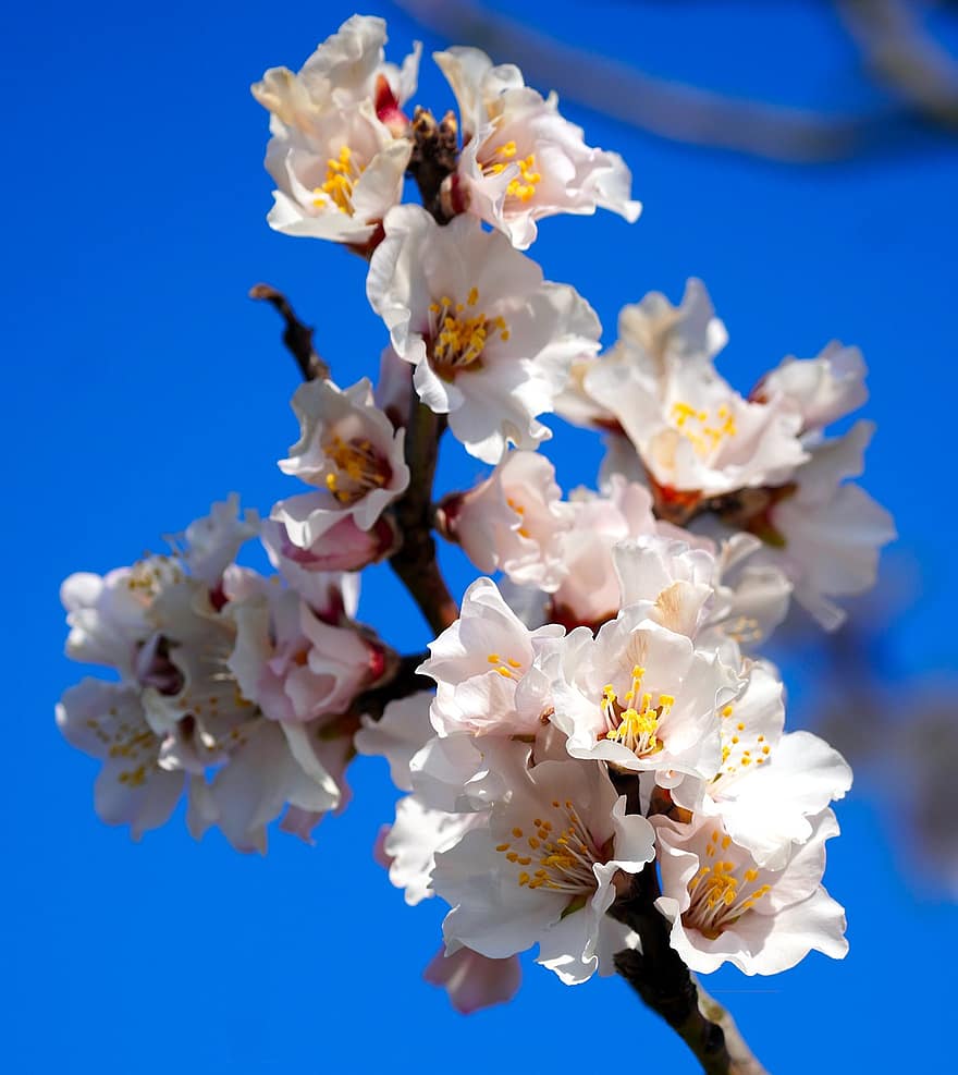 Сакура, цветя, черешов цвят, бели венчелистчета, листенца, разцвет, цвят, флора, пролетни цветя, природа, цвете