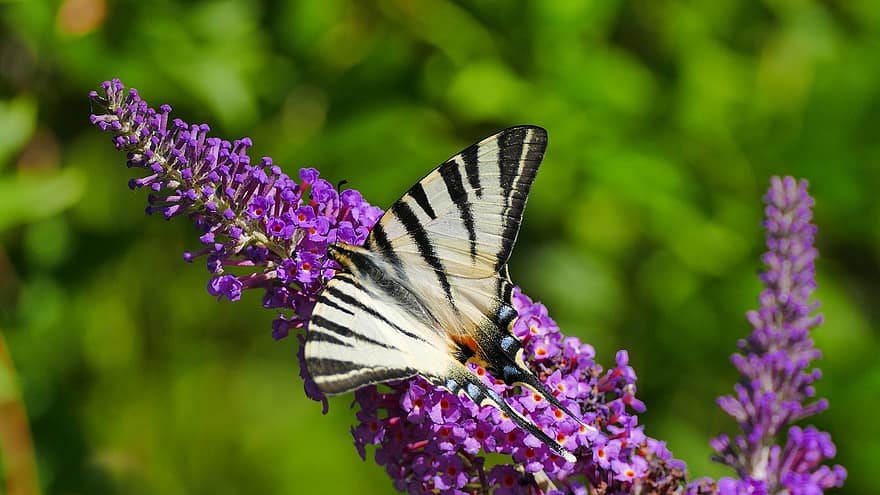 Scarce Swallowtail, Butterfly, Butterfly Bush, Insect, Wings, Animal, Pollination, Flowers, Plant, Spring, Garden