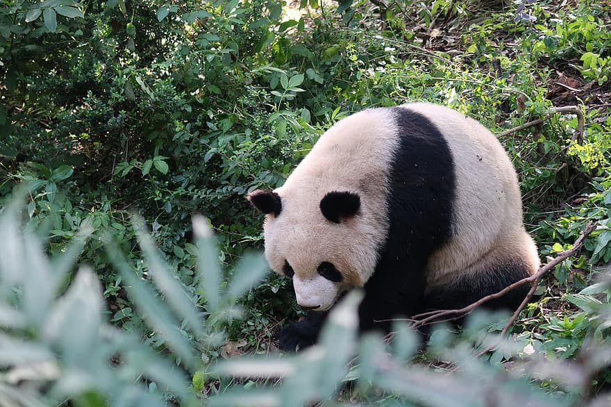 панда, мечка, животно, Тревопасен, бозайник, ливада, зоологическа градина, природа, дивата природа