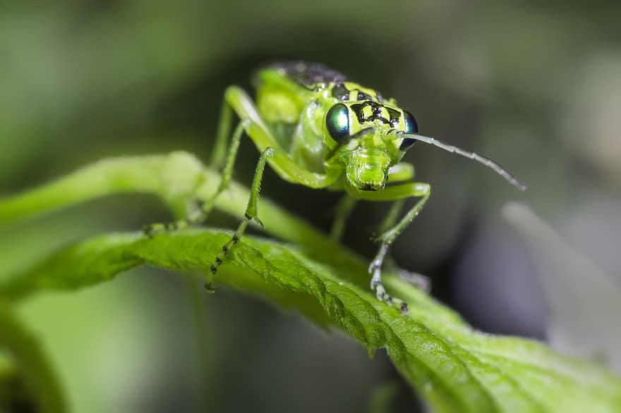 Green Bug, Rhogogaster Viridis, Herb, Leaf, Isolated, Hunting, Estonia, Summer, Parasite, Bug, Wildlife