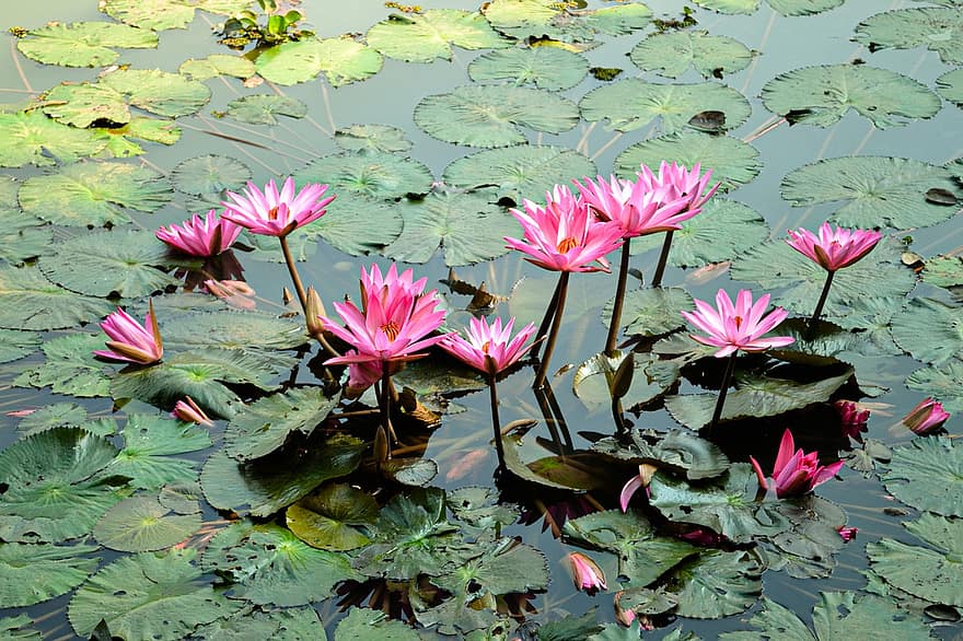 lili air, bunga lotus, bantalan lily, bunga-bunga, berkembang, mekar, kolam, alam, air, tanaman, flora