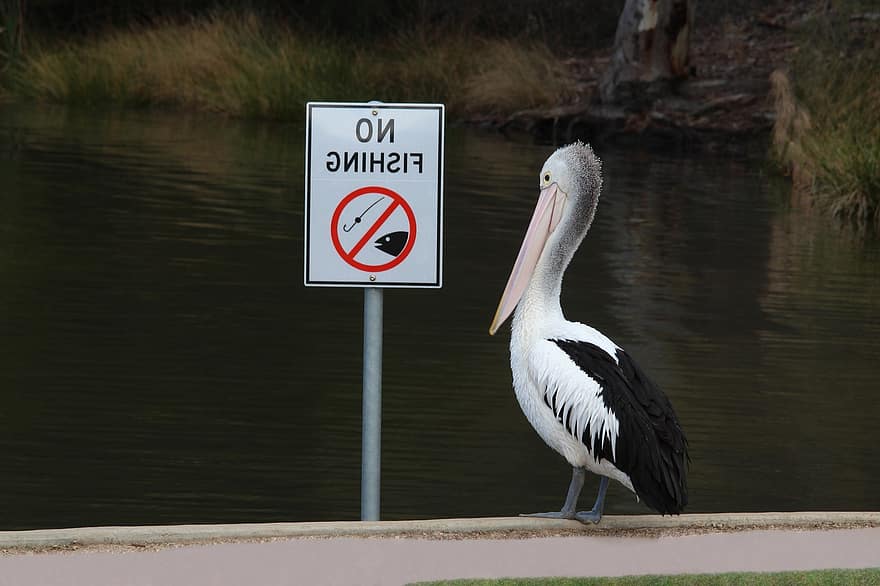 pelicano australiano, pelicano, pássaro, placa, Proibido pescar, pelecanus conspicillatus, animal, animais selvagens, plumagem, conta, rio