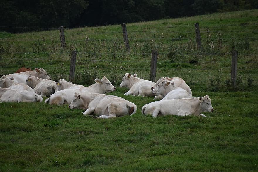 Cow, Herd, Pasture, Animals, Livestock, Cattle, Farm Animals, Field, Countryside, Rural