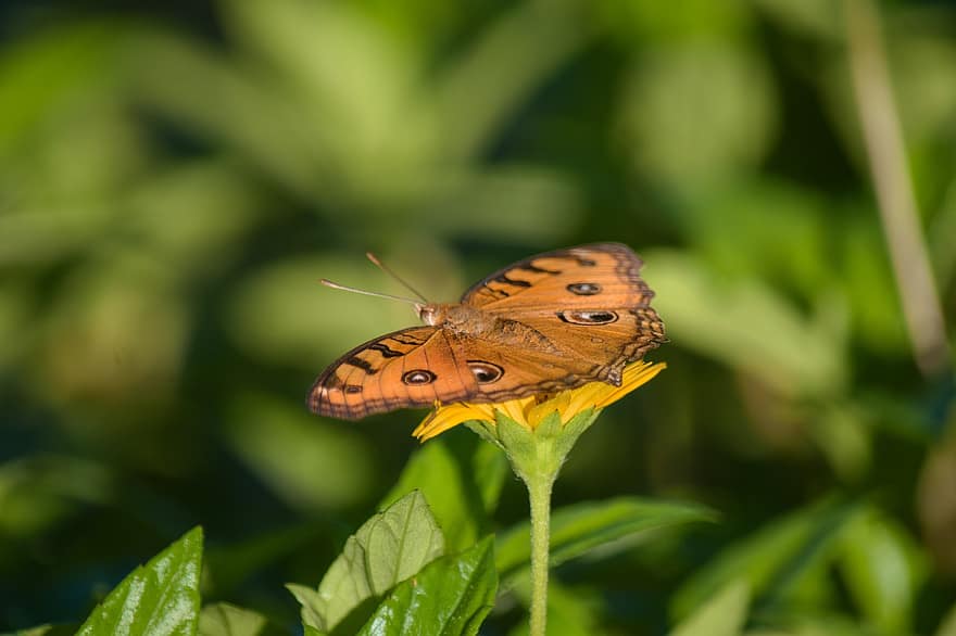 borboleta, inseto, flor, Peacock Pansy, asas, animal, plantar, natureza, jardim, fechar-se, Bangladesh