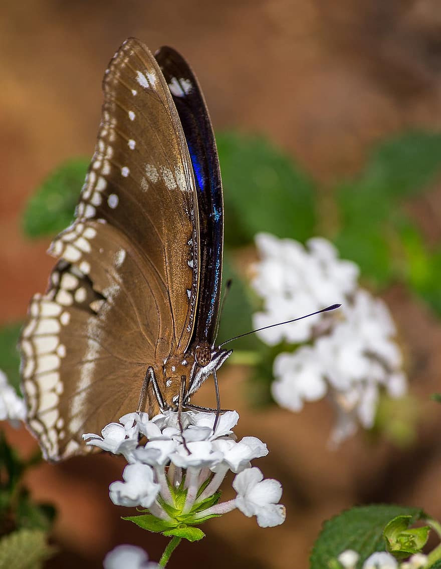 Great Eggfly, White Flowers, Pollination, Common Eggfly, Butterfly, Insect, Wildlife, Nature, close-up, macro, summer