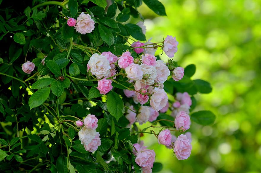 ruusu-, puutarha, kukka, luonto, saattaa, kiipeily nousi, romanttinen, rakkaus, pinkki