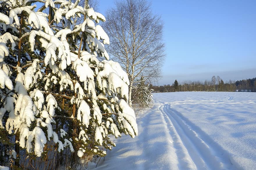 hó, fák, mező, ég, hideg, fagy, fagyott, természet, téli