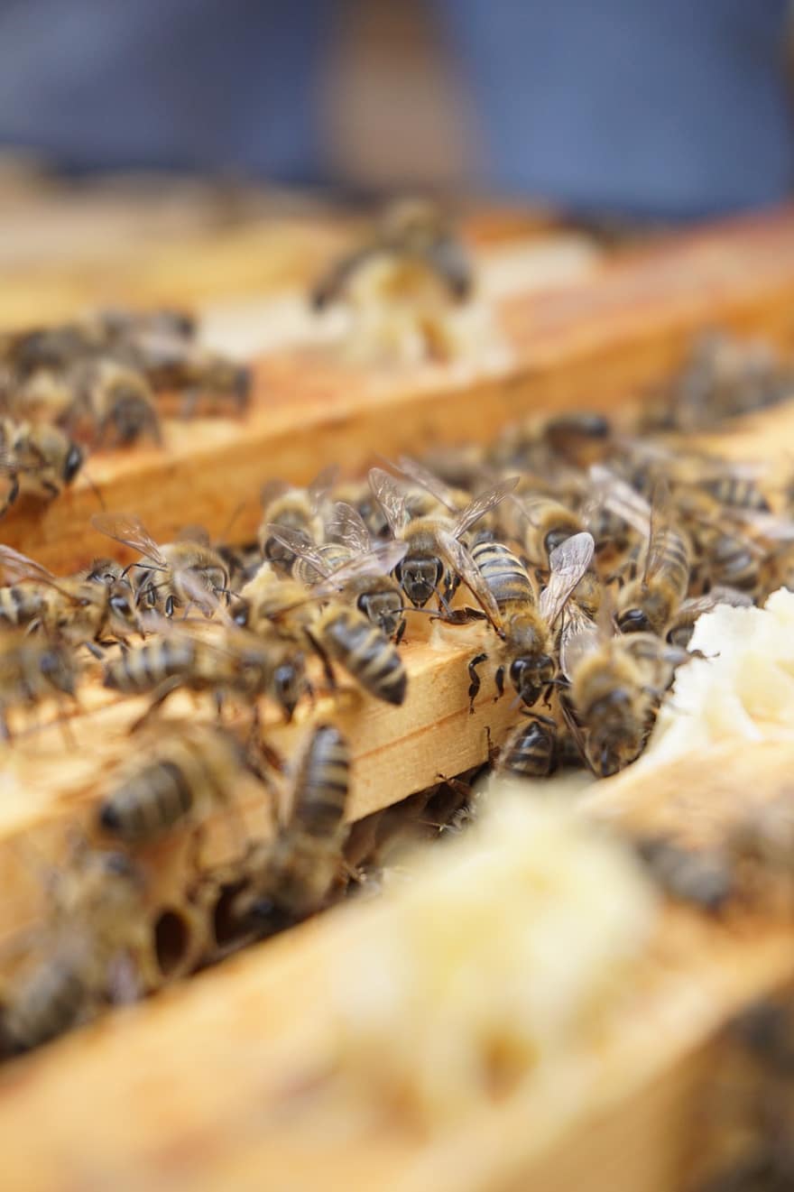 những con ong, nuôi ong, tổ ong, ong mật, côn trùng, thú vật, trại ong