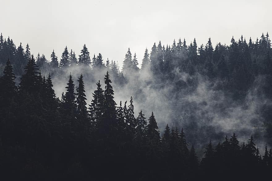 erdő, fenyőfák, fák, sziluett, fa sziluettje, köd, természet