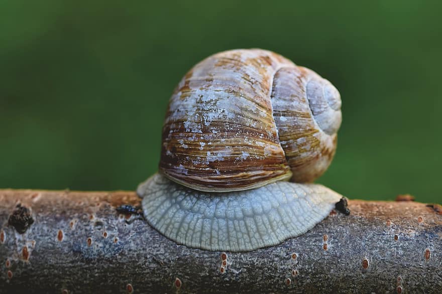 Snail, Sleeve, Mollusc, Mucus, close-up, macro, slimy, slow, mollusk, gastropod, animal shell