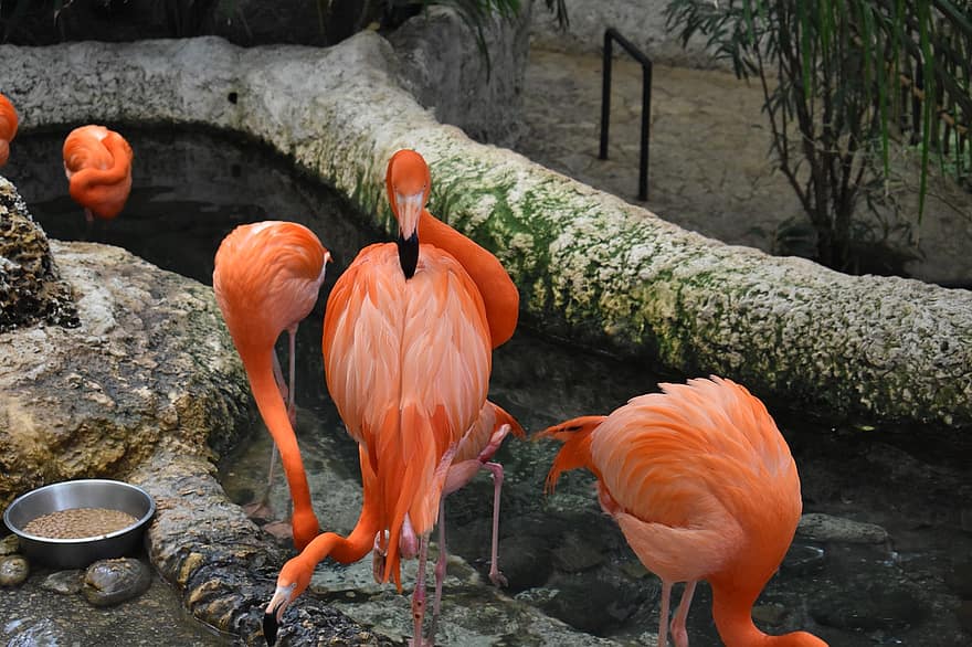 burung, flamingo, paruh, bulu, multi-warna, binatang di alam liar, merapatkan, iklim tropis, Afrika, air, sarang binatang