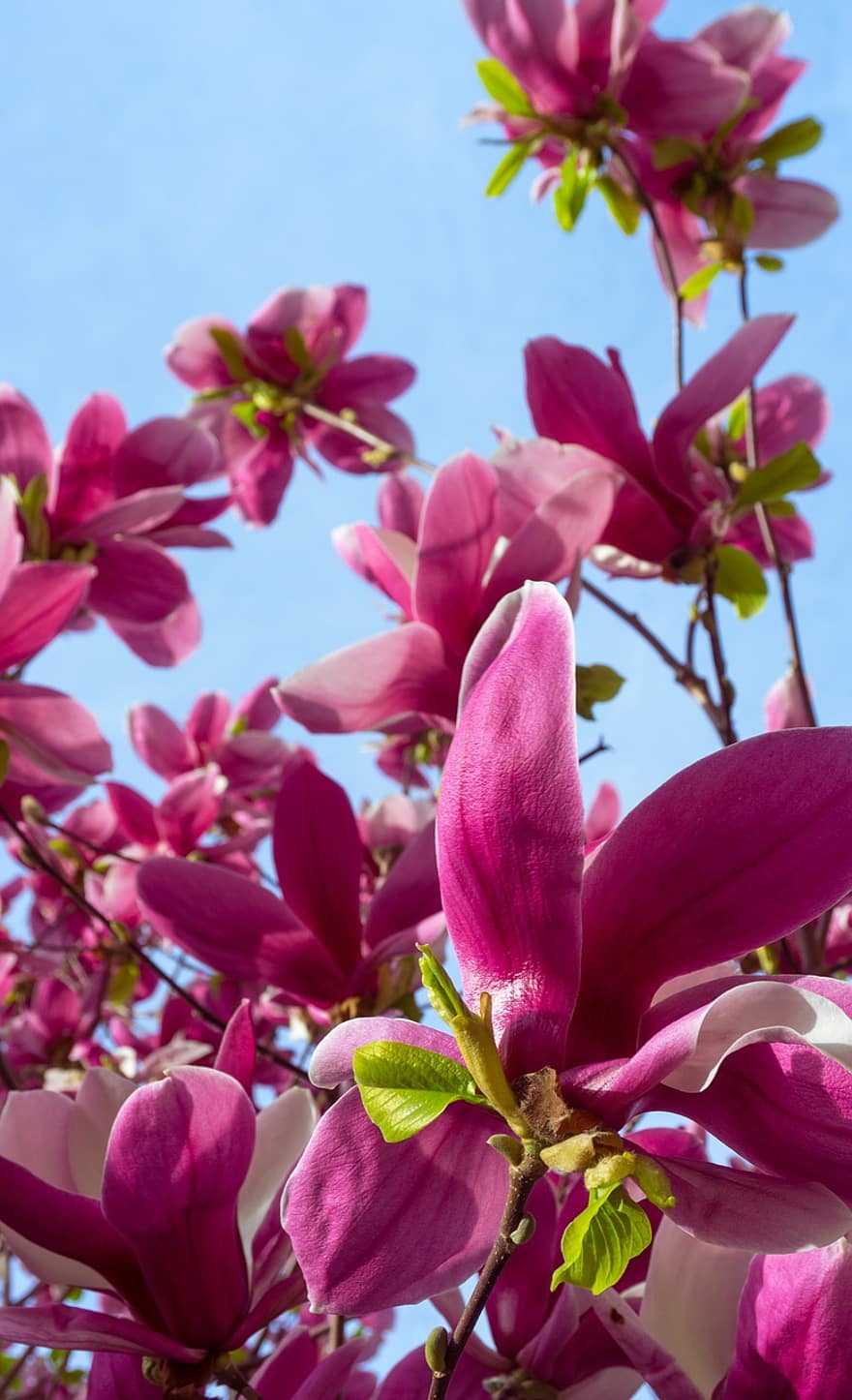 flor, magnolia, naturaleza, planta, pétalos, floración, botánica, flora, Daegu, de cerca, hoja