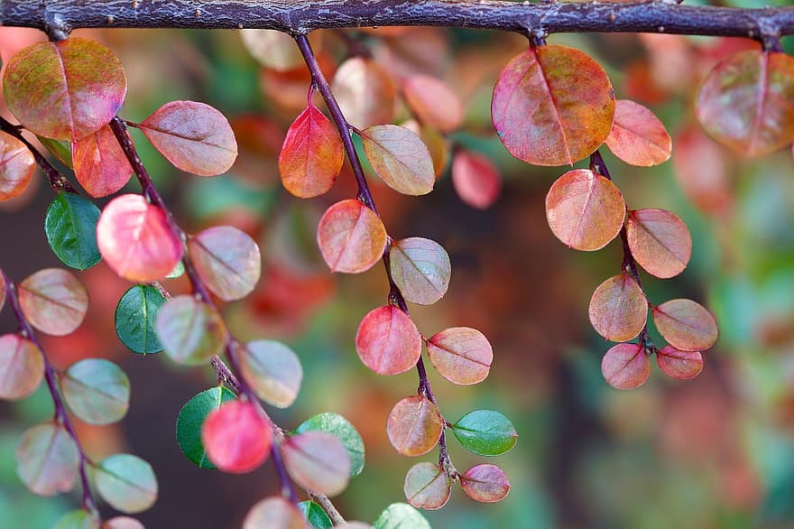 Cotoneaster, Branch, Leaves, Colorful Leaves, Plant, Flora, Nature, Autumn