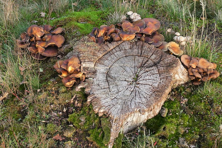 Mushrooms, Plants, Toadstool, Mycology, Old Tree, Fungi, Wild
