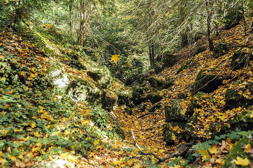 自然、旅行、森林、探査、屋外、秋、葉、木、緑色、黄、シーズン