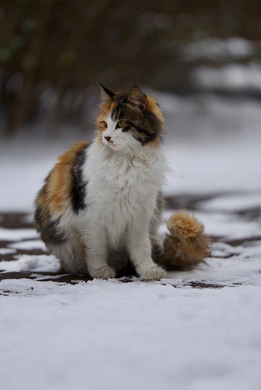 calico kat, kat, kæledyr, dyr, sne, vinter, pels, kitty, indenlandske, feline