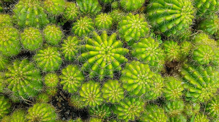 cactus, planten, sappig, bloemen, flora, plantkunde, botanisch, stekelig, cactussen, fabriek, groene kleur