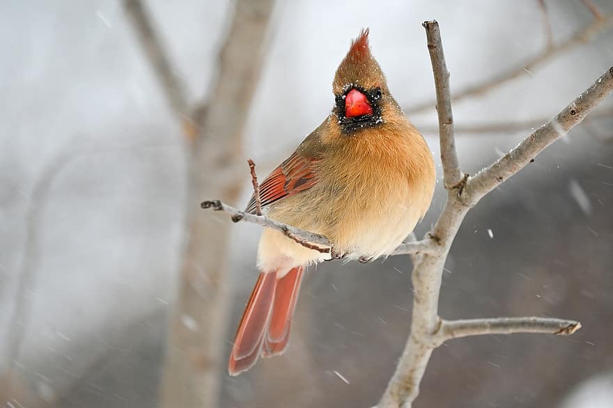 птах, кардинал, дзьоб, пір'я, оперення, примостився, пташиний, орнітологія, сніг, тварини в дикій природі, перо