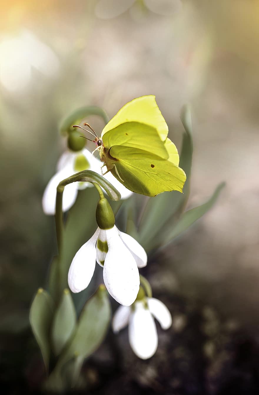Butterfly, Snowdrop, Flower, Sulphur Butterfly, Insect, Animal, Wings, White Flower, Plant, Garden, Nature