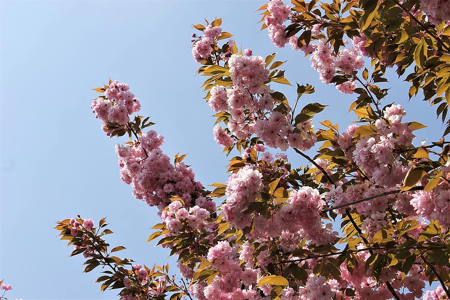 flor de cirerer, flors, primavera, flors de color rosa, sakura, florir, flor, fulles, branques, arbre, naturalesa