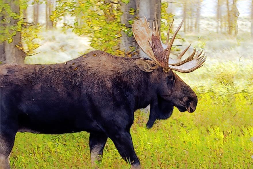 Bull Moose A Gros Ventre, alce americano, alce, animale, mammifero, ramificazione, foresta, natura, selvaggio, Toro, estate
