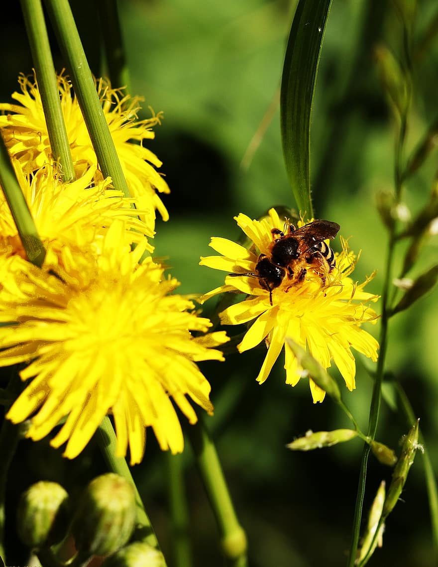 bunga-bunga, lebah, penyerbukan, serangga, ilmu serangga, tanaman liar berbunga kuning cerah, serbuk sari