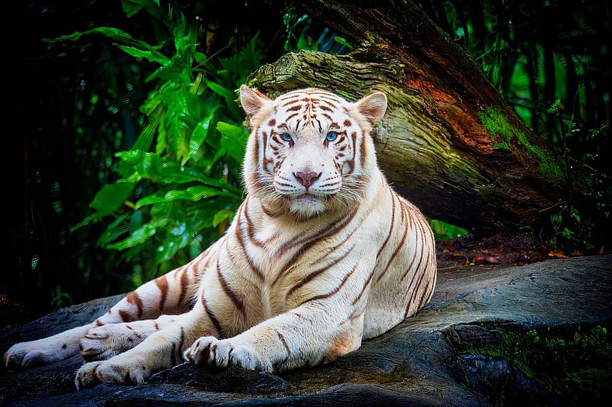 baltais tīģeris, dzīvnieku, savvaļas dzīvnieki, tīģeris, liels kaķis, plēsējs, zīdītāju, bengālijas tīģeris, kaķi, neārstēta kaķis, svītrains