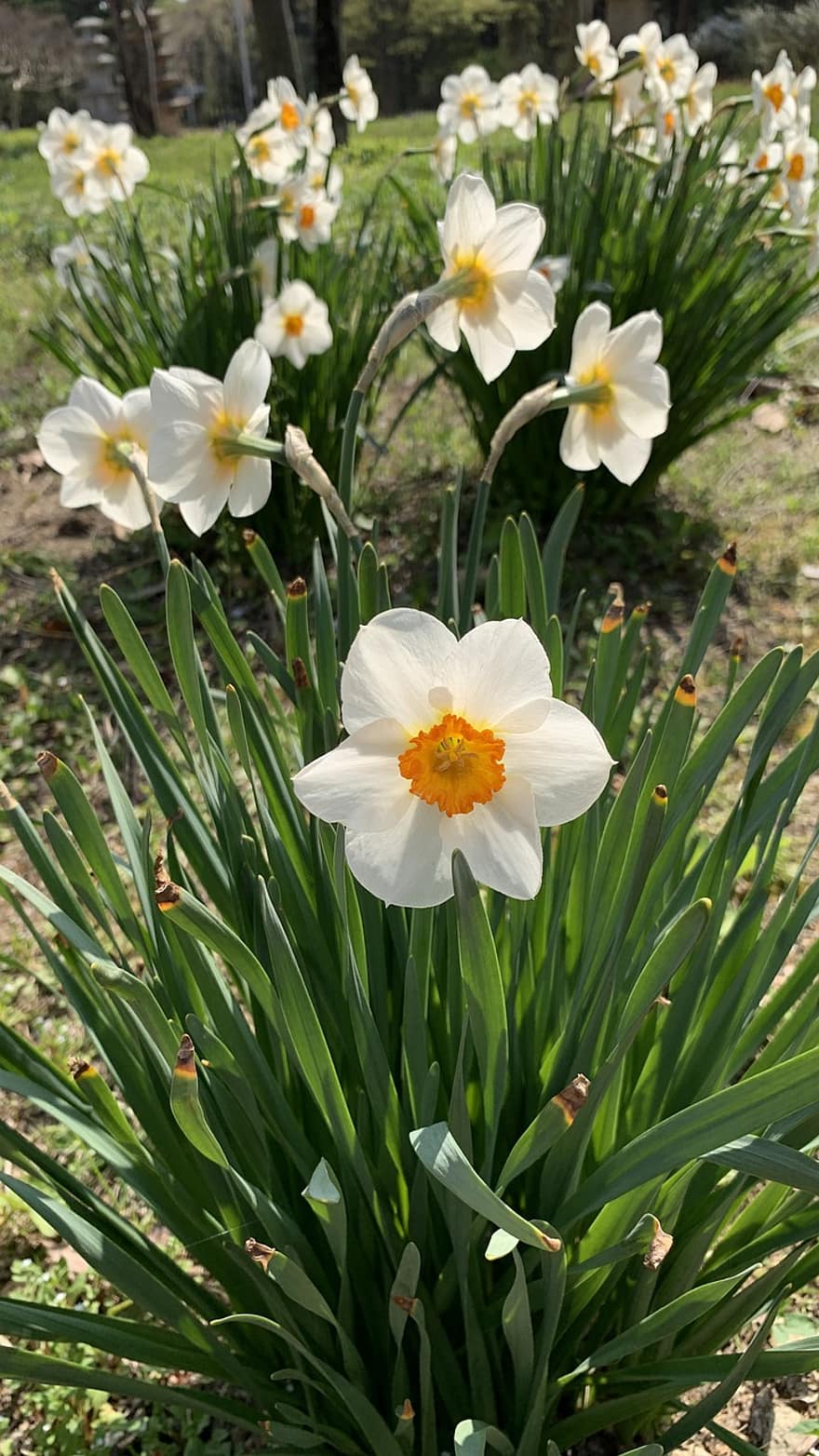 Hasil Lensa Narcissus Penyair, bunga, menanam, bunga putih, kelopak, berkembang, flora, musim semi, alam, warna hijau, kepala bunga