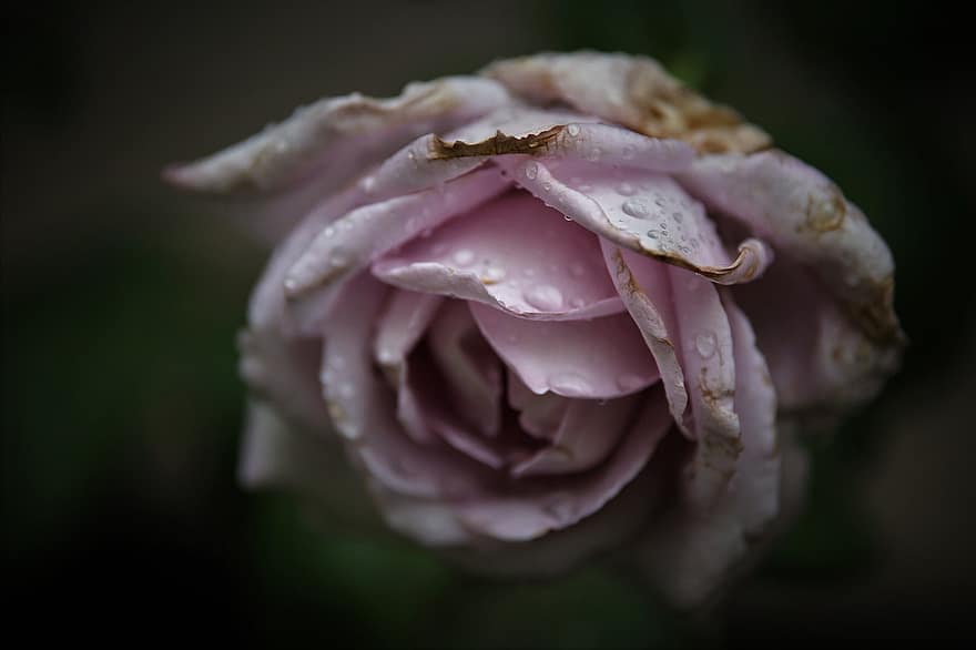 Hoa hồng, bông hoa, sương, hạt sương, giọt bắn, hạt mưa, ướt, Blue Moon Rose, Hoa tím, cánh hoa, hoa