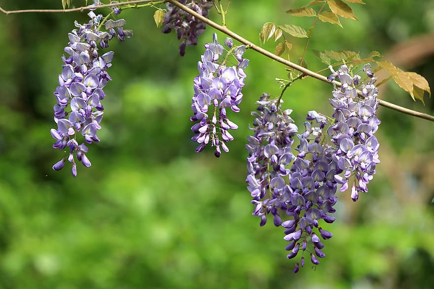 wisteria, gėlės, pobūdį, pavasaris, flora, sodas, violetinės gėlės, violetinė, augalų, Iš arti, vasara