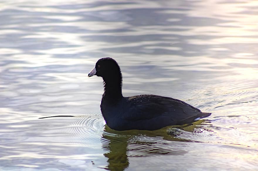 Duck, Swimming, Black Duck, Bird, Water, Black Feathers, Feathers, Plumage, Ave, Avian, Ornithology